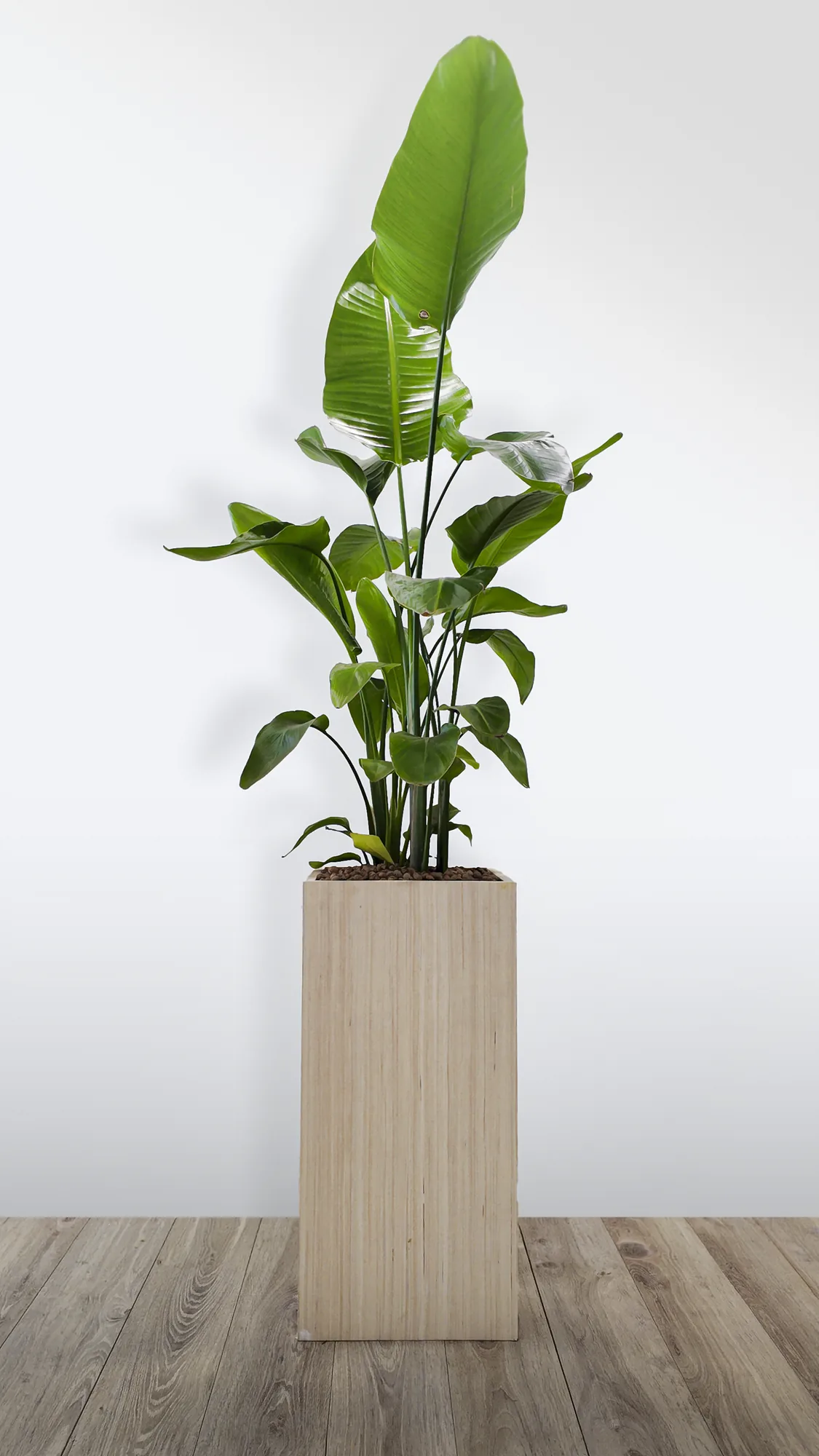 Bac en bois clair planté d’un strelitzia, gamme de pots végétalisés NaturoBuro