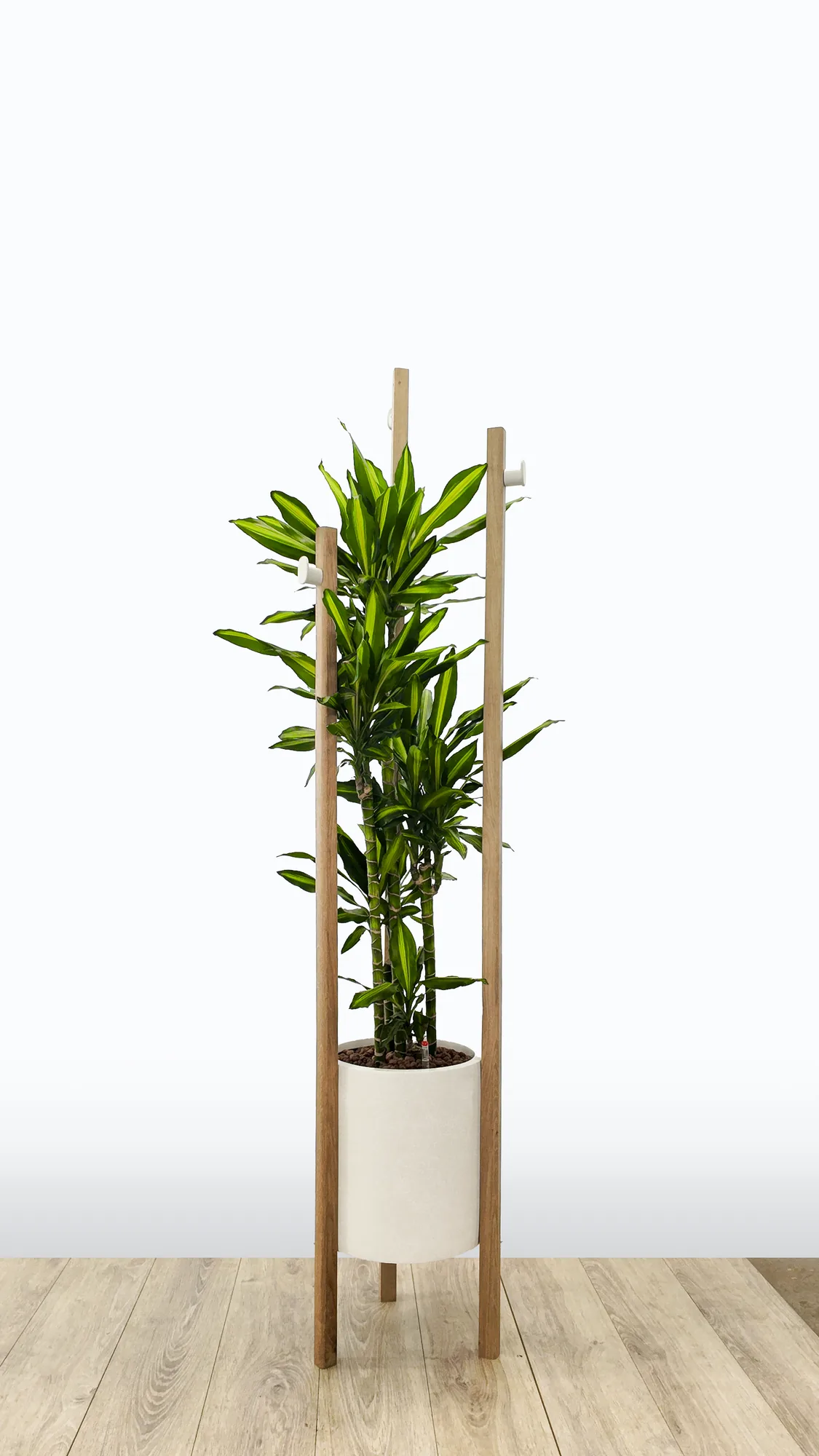 Arbre à manteaux en bois végétalisé, gamme de petit mobilier NaturoBuro